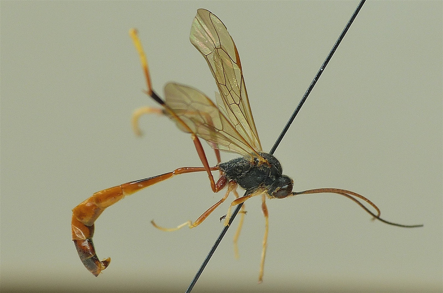 Erigorgus procerus